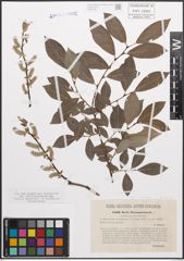 Foto von Salix caprea L. x Salix purpurea L.